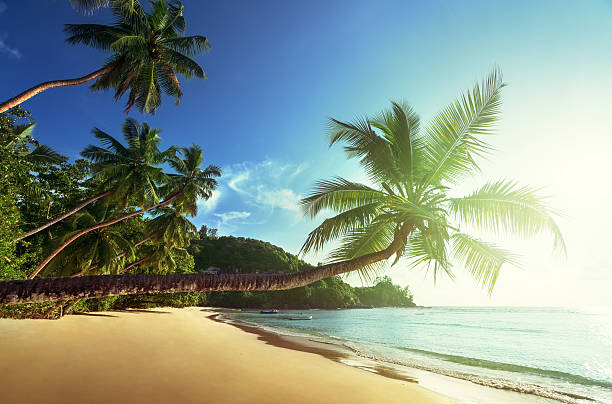 istock sunset on the beach, Mahe island, Seychelles 586947326