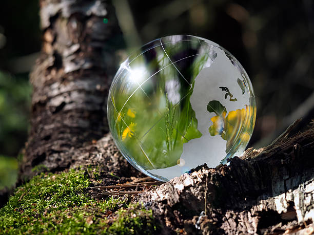 istock Green grass and dandelion flowers reflected in a transparent bowl 586947508