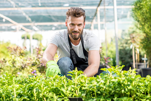 istock Gardener with a green plants in the hotbed 586948322