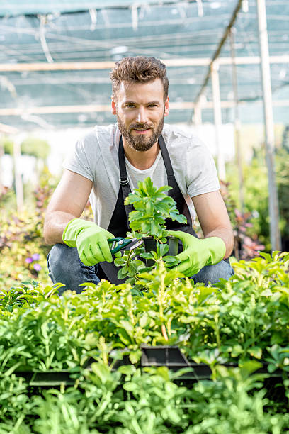 istock Gardener with a green plants in the hotbed 586948424
