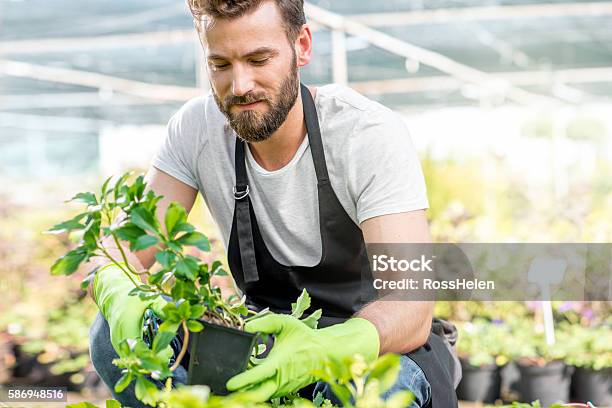 Gardener With A Green Plants In The Hotbed Stock Photo - Download Image Now - Gardening, Men, Landscape Gardener