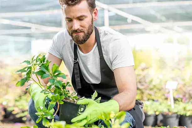 Photo of Gardener with a green plants in the hotbed