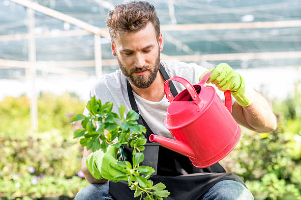 gardener podlewać roślin - seedbed zdjęcia i obrazy z banku zdjęć