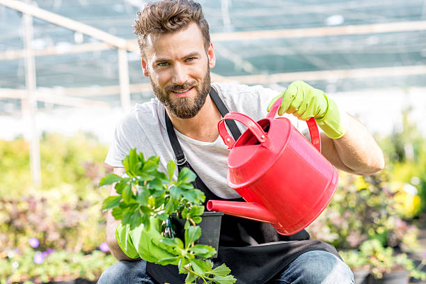 paisajista plantas deliciosos - seedbed fotografías e imágenes de stock