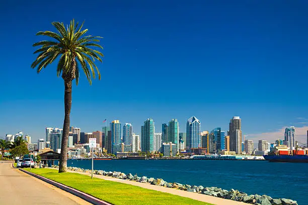 Photo of San Diego skyline with Palm Tree, Bay, and Blue Sky