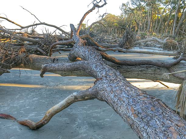istock Weathered Driftwood Uprooted Tree Roots, Erosion at Hunting Beach, SC 586949452