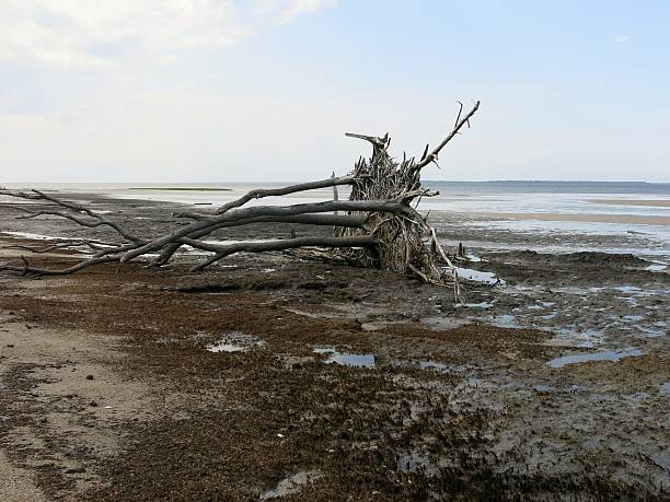istock Weathered Driftwood Uprooted Tree Roots, Erosion at Hunting Beach, SC 587183712