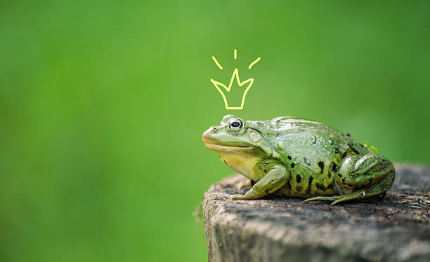 Cute frog princess or prince. Toad painted crown, shooting outdoor stock photo