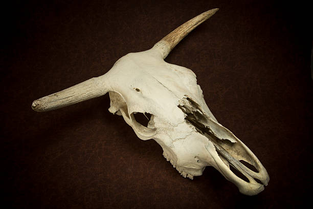 istock Cow Skull on brown background from 60° above 587184174