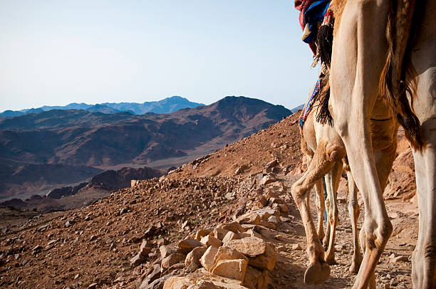 Two camels led by a guide walk down a trail on Mount Sinai in Egypt