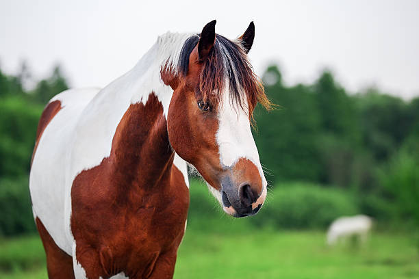 istock Pinto horse portrait 587185478