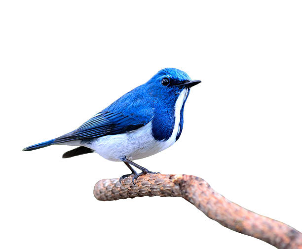 Great blue bird,Ultramarine flycatcher posing on the branch isol