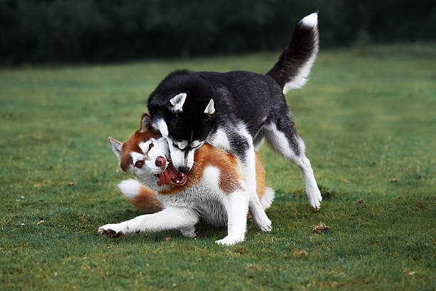 istock Two husky dogs play on the evening walk 587186146