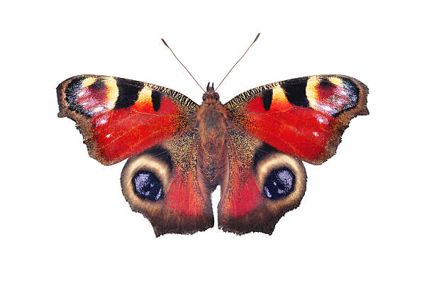 istock European peacock butterfly, isolated on white 587186328