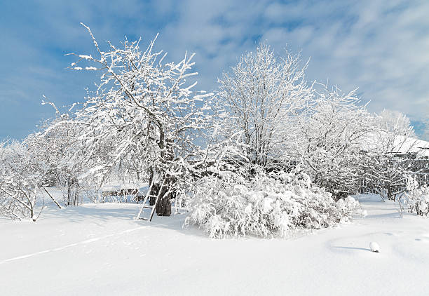 istock The snowy trees in January 587186450