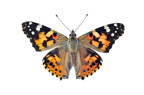 Painted lady butterfly, isolated on white stock photo