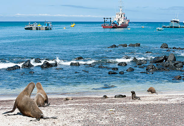 istock Sea lions and ships share space, San Cristobal,Galapagos 587188264