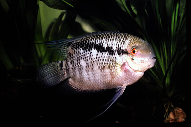 istock Male Flag Cichlid. Mesonauta festiva. 587188320