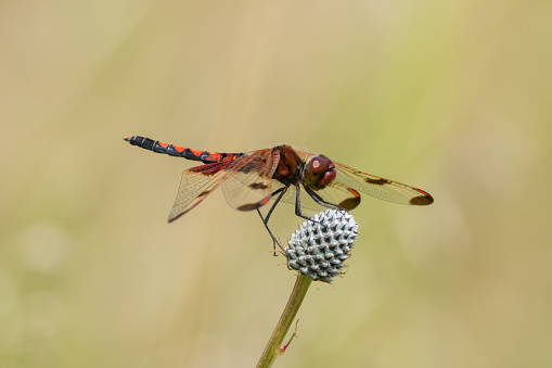 Calico Pennant, Celithemis elisa perched on a plant in a prairie.