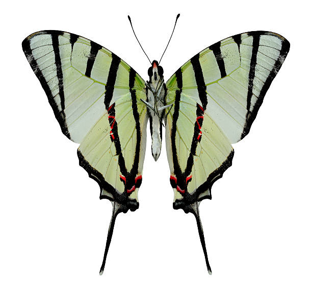istock Beautiful Fourbar swordtail butterfly lower wing in natural prof 587189262