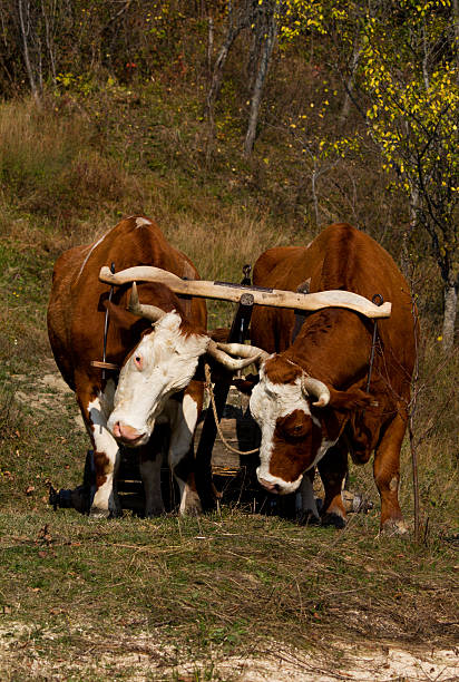 가을에 함께 멍에를 그리는 두 개의 소 - oxen yoke 뉴스 사진 이미지