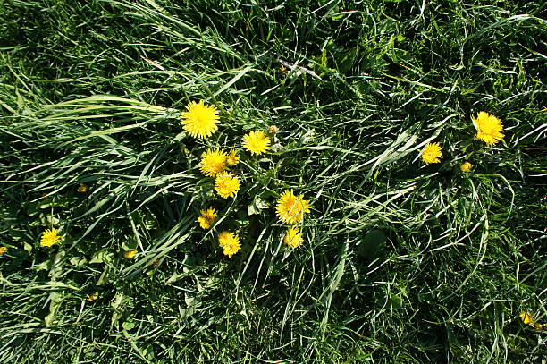 istock Green dandelion in the grass 587189336