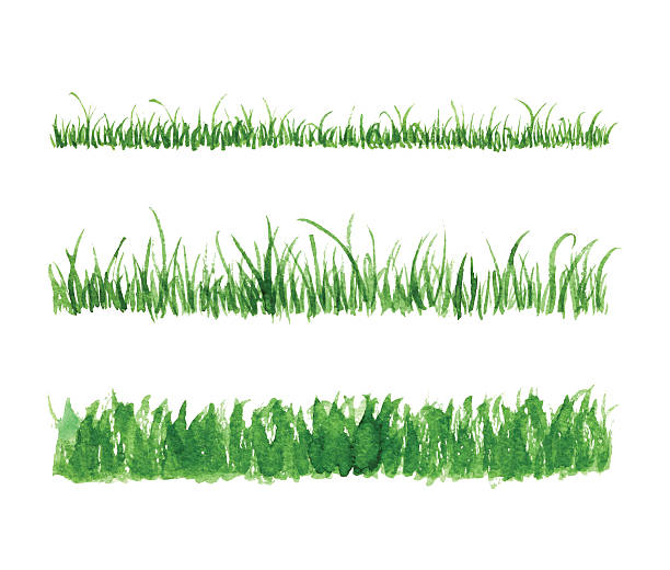 ilustrações de stock, clip art, desenhos animados e ícones de hand drawn watercolor grass set - abstract paint backgrounds field