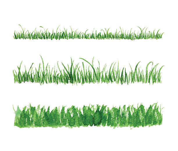 Hand drawn watercolor grass set Hand drawn watercolor grass set isolated on white background. Sketch green-fodder. Grass in the sun. Green grass pattern. Abstract herb. Summer juicy thick grass collection. Spring fresh grass kit. vector illustration and painting spring grass stock illustrations