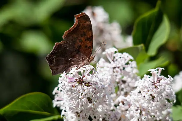 Question Mark Butterfly, Polygonia interrogationis feeding on nectar from a flowring bush.