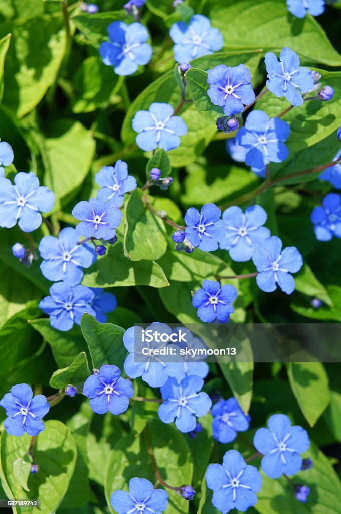 ดอกไม้สีฟ้าเล็ก ๆ ของ Omphalodes หรือสะดือในหญ้า ภาพสต็อก -  ดาวน์โหลดรูปภาพตอนนี้ - กลางวัน, กลางแจ้ง - การตั้งค่า, กลีบดอกไม้ - ส่วน ดอกไม้ - Istock