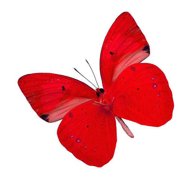 istock Beautiful Red butterfly isolated on white background (yellow ora 587189760