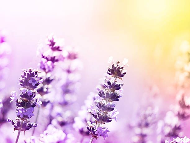 istock Lavender flowers nature background 587189870