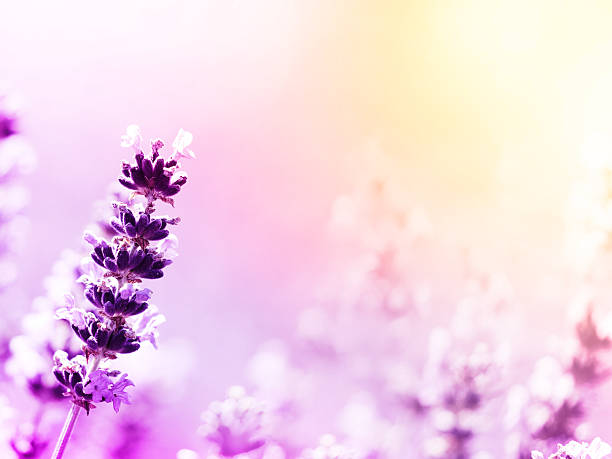 istock Lavender flowers nature background 587189888