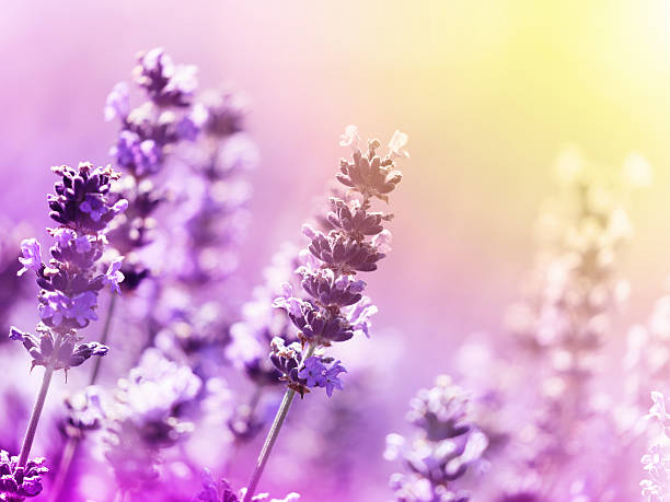 istock Lavender flowers nature background 587189896