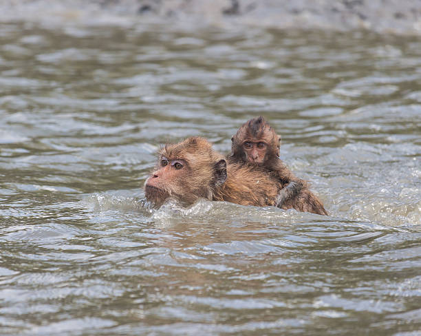 istock Mother and child monkey in the river 587190966