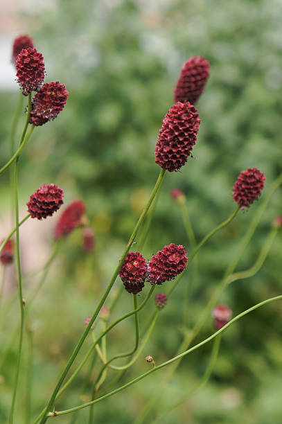 Red Burnet Sanguisorba carnea
