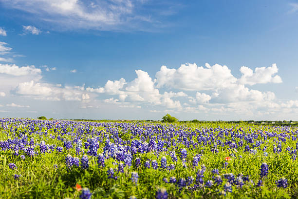 Texas Bluebonnet filed and blue sky in Ennis. stock photo