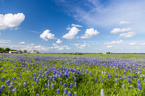 Bluebonnet field and blue sky in Ennis, Texas.