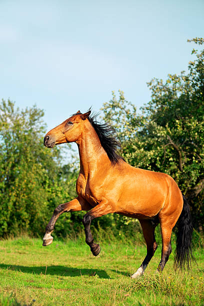istock Bay horse standing on its hind legs 587191920