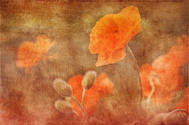 vintage poppies decoration, grunge background