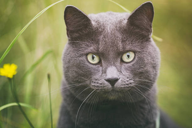 istock portrait of young british cat in grass, 587192416