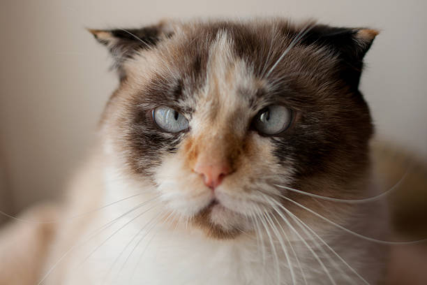 istock cat breed of lop-eared close up 587193168