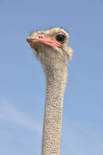 istock African ostrich. Male head 587193882