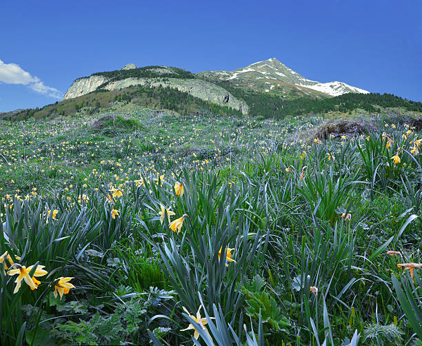 istock Flowering slope in the spring mountains 587194136