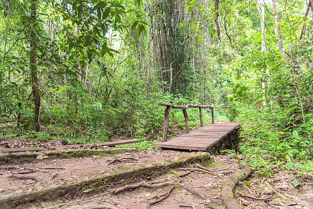 istock Wood bridge in the forest 587194164