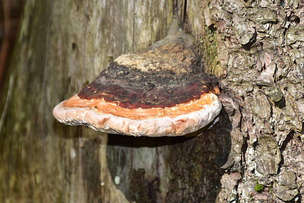 istock Tree fungus on tree trunk: Fomitopsis pinicola 587194566