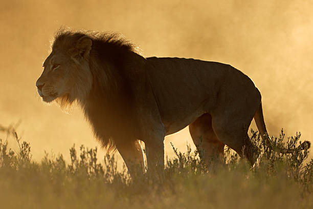 istock African lion at sunrise 587195452