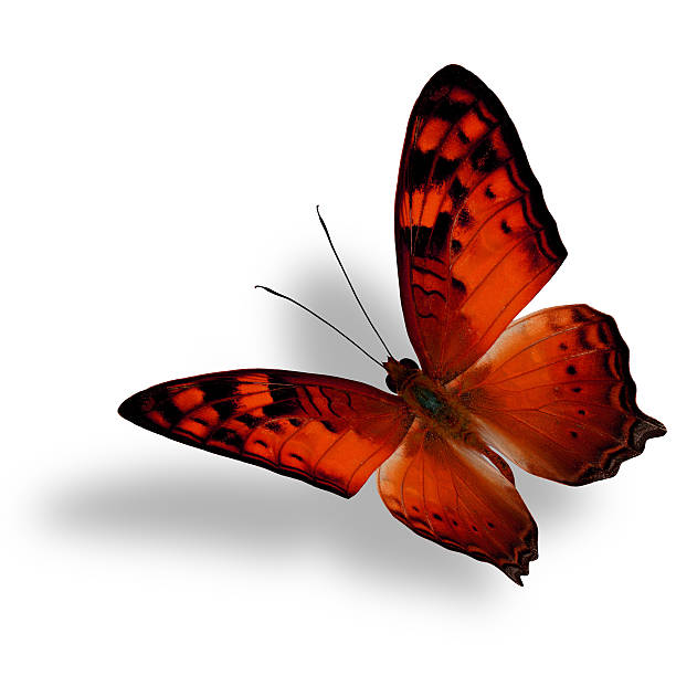 istock Beautiful flying orange butterfly, The Vagrant Butterfly stretch 587195700