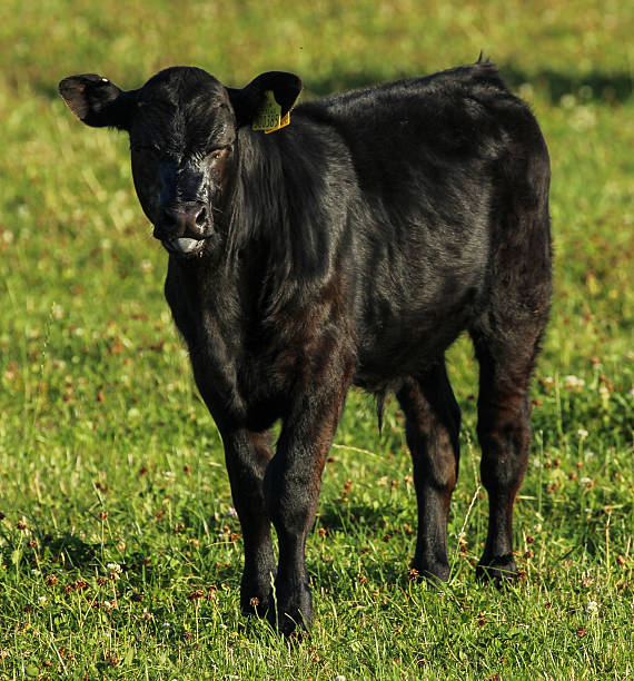 Cow stock photo