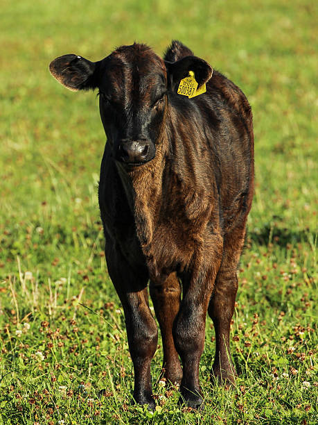 Cow stock photo